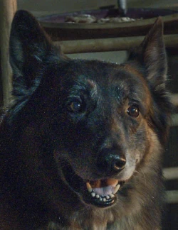 Visage de Dog dans la série The Walking Dead